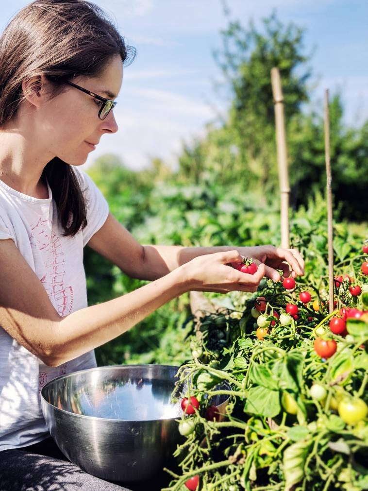 Tomatenernte im eigenen Permakultur-Garten - Tomaten-Aufstrich einkochen