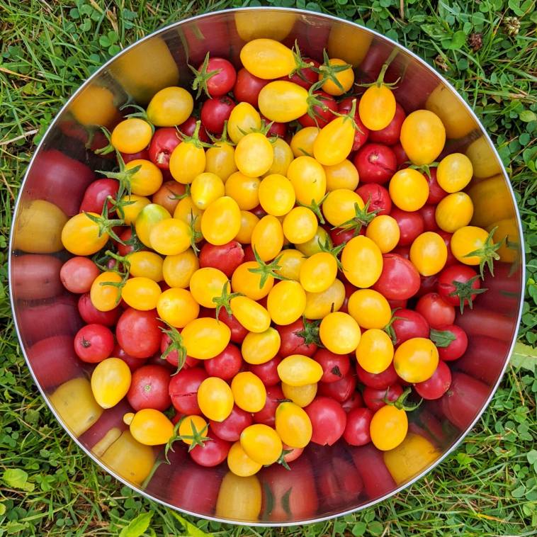 Tomatenernte im eigenen Permakultur-Garten - Tomaten-Aufstrich einkochen