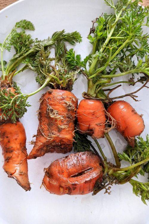 Eklige Karotten oder eine leckere Mahlzeit? Lebensmittelverschwendung vermeiden