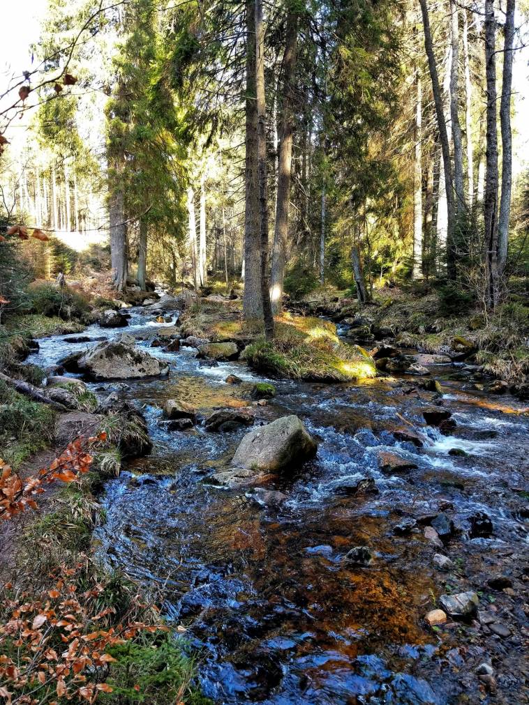 Nachhaltiger und regionaler Urlaub im Harz / Niedersachsen