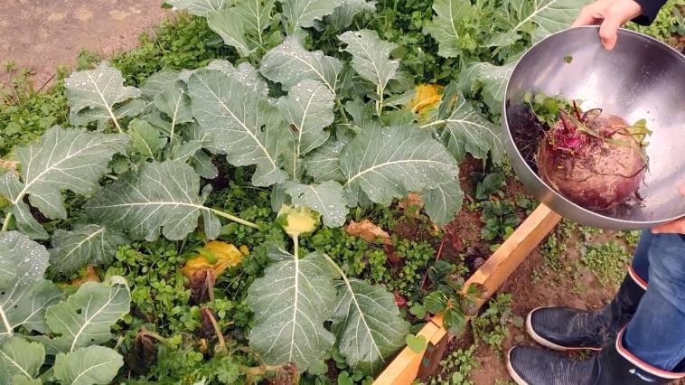 Kohlrabi und Kohlrabiblätter im Garten (November) ernten - gesund kochen
