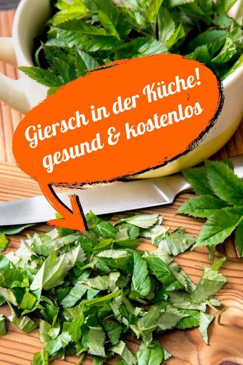 Giersch: Wildkraut kostenlos und gesund – lecker im Salat oder Smoothie