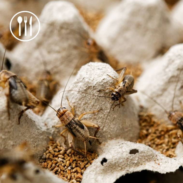 Insekten als Eiweißquelle für die tägliche Ernährung - Essen der Zukunft?