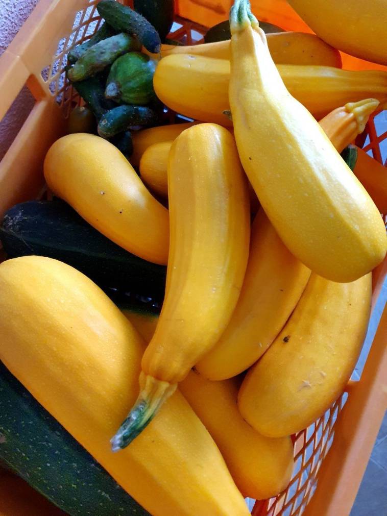 Gelbe und grüne Zucchini aus dem Garten - wie sollen wir diese Menge verarbeiten?