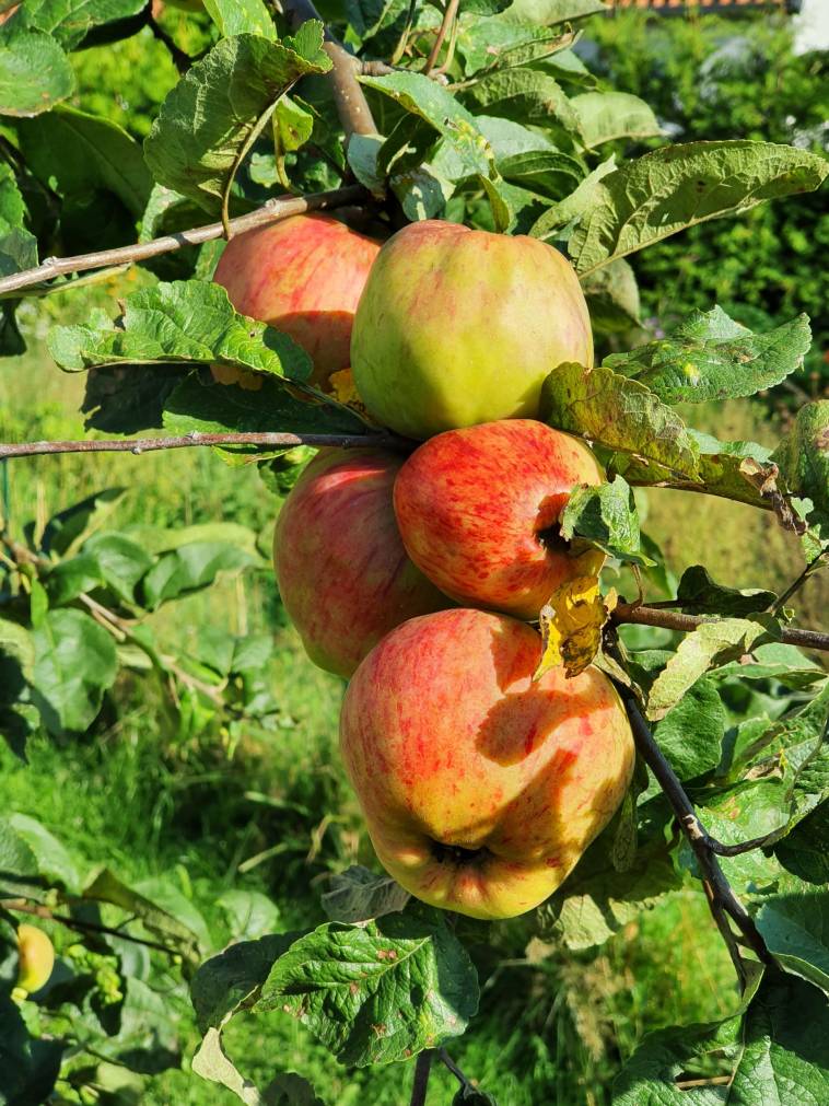 Unser Apfelbaum mit seinen ersten großen Äpfeln
