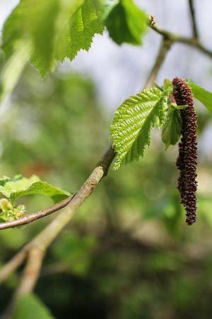 Allergien und der Zusammenhang mit Milchprodukten