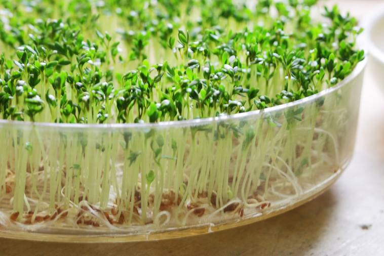 Kichererbsen-Hörnchen von Rapunzel für den glutenfreien veganen Nudelsalat