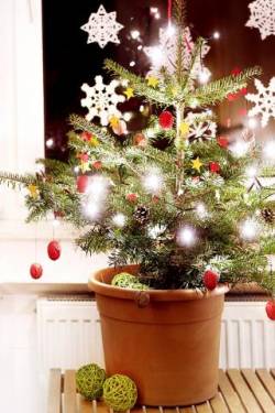 Weihnachtsbaum im Topf & Baumschmuck für Minimalisten