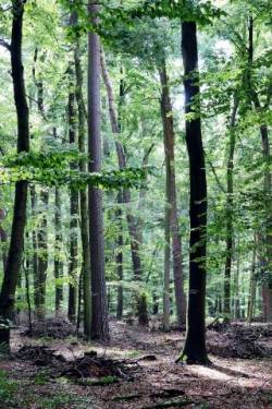 Waldbaden: Wie der Wald uns heilt