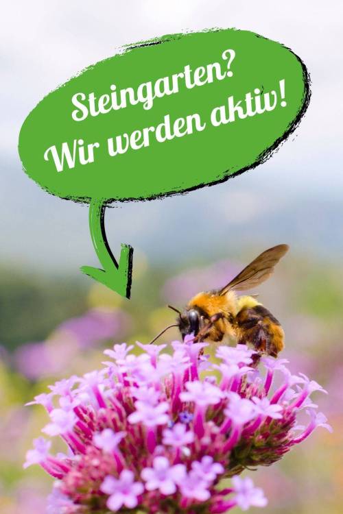Steingarten ade! Mehr Raum für Bienen und Blumen schaffen